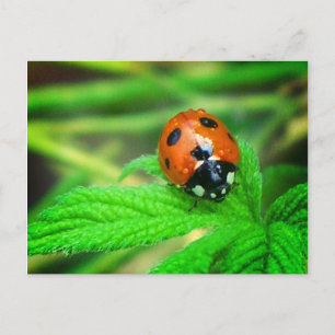 Nach dem Regen - Ladybug mit Tröpfchen Postkarte
