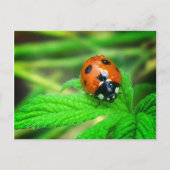 Nach dem Regen - Ladybug mit Tröpfchen Postkarte (Vorderseite)