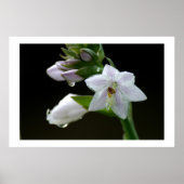 Nach dem Regen Poster (Vorne)