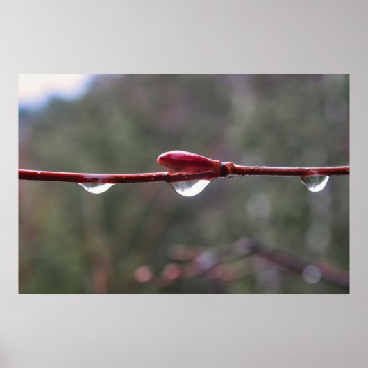 Nach dem Regen Poster (Vorne)