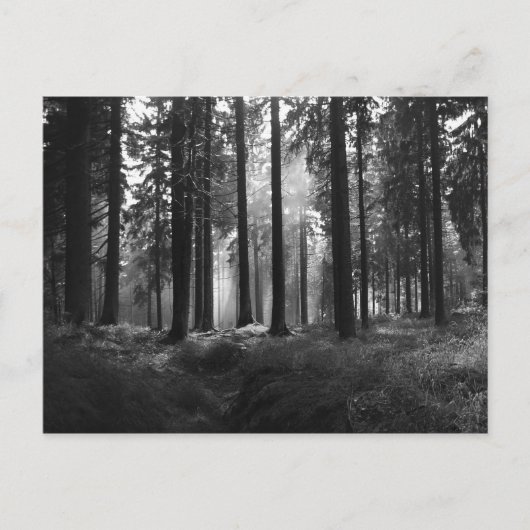 Nach dem Regen Postkarte (Vorderseite)