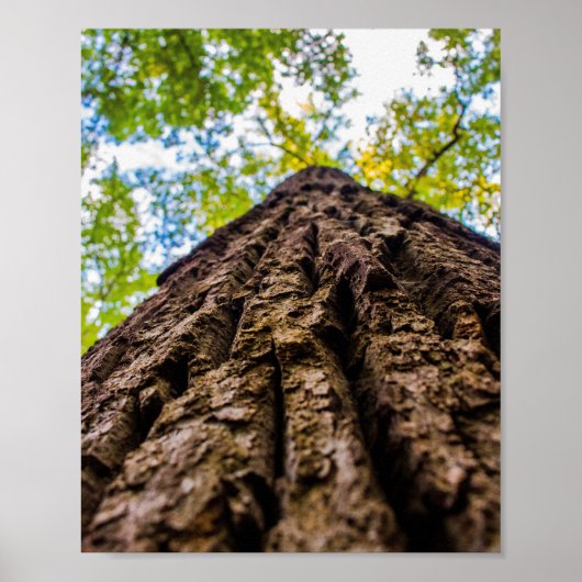 Nach oben Blickend Poster (Vorne)