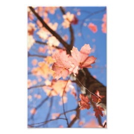 Nach oben, nach oben in den Blätter Fotodruck