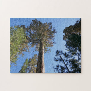 Nach oben schauen im Mariposa Grove Puzzle