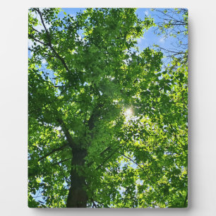 Nach oben schauen zu grünen Blättern und blauem Hi Fotoplatte