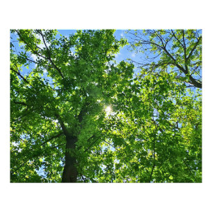 Nach oben schauend zu grünen Blättern und blauem H Fotodruck