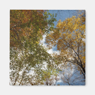 Nach oben zu Herbstlaub II Herbst Natur Magnet