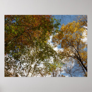 Nach oben zu Herbstlaub II Herbst Natur Poster