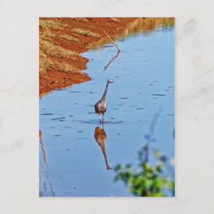 Nachahmung Postkarte