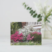 Nachbarschaft Azaleen Postkarte (Stehend Vorderseite)