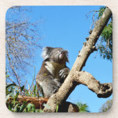 nachdenklich australische Koala, Getränkeuntersetzer (Vorderseite)