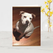 Nachdenkliche Pitbull Karte (Gelbe Blume)