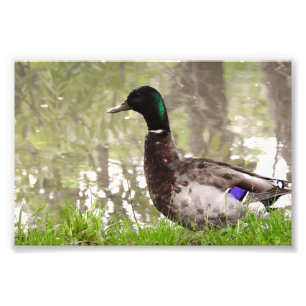 Nachdenkliche Stockente Fotodruck