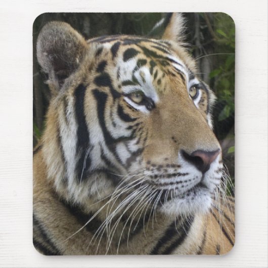 Nachdenklicher Tiger herauf nahes Mousepad (Vorne)