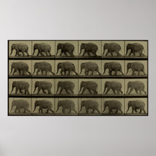 Nachfolgende Bilder eines Elefant-gehenden Druckes Poster