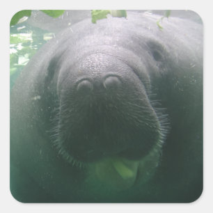 Nachlässige Manatisquadrataufkleber Quadratischer Aufkleber