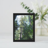 Nachmittag in den Sequoias Postkarte (Stehend Vorderseite)