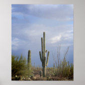 Nachmittag in der Wüste Poster (Vorne)