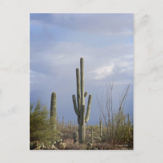 Nachmittag in der Wüste Postkarte (Vorderseite)