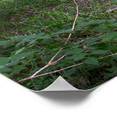 Nachmittagshade im Wald Poster (Ecke)