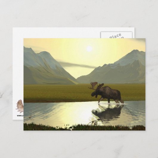 Nachmittagsmoose Postkarte (Vorne/Hinten)