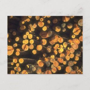 Nachmittagssonne zeichnet der Ruhestands-Einladung Einladung