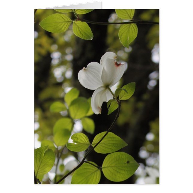 Nachschlagen (Vorne)