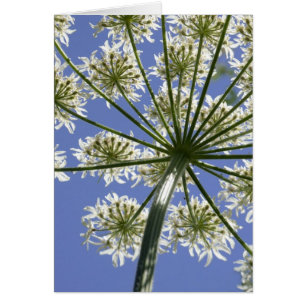 Nachschlagen - florale Fotokarte