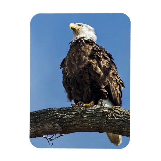 Nachschlagen Magnet (Vertikal)