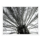 Nachschlagen // Schwarz und Weiß Florida Palm Fotodruck (Vorne)