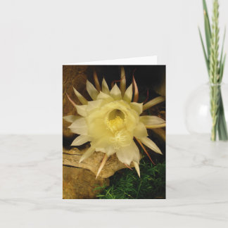 NACHT-BLOOMENZEREUS KARTE