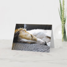 Nacht Nacht Borzoi