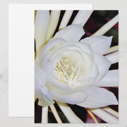 Nachtblühende Blume (Vorne/Hinten)