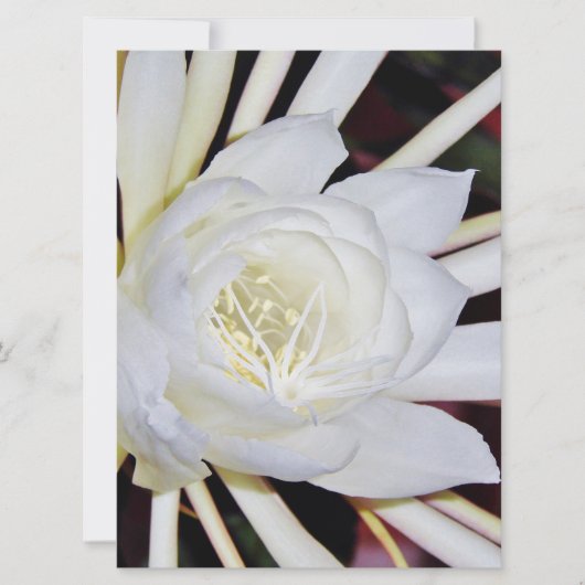 Nachtblühende Blume (Vorderseite)