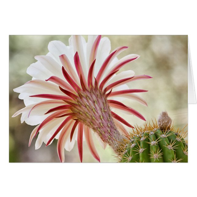Nachtblühende Blume (Vorderseite (Horizontal))