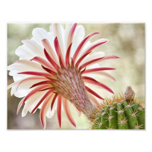 Nachtblühende Blume Fotodruck