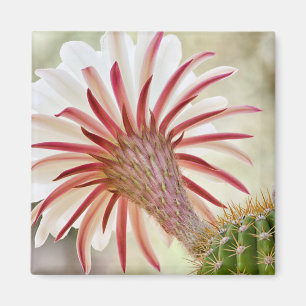 Nachtblühende Blume Magnet