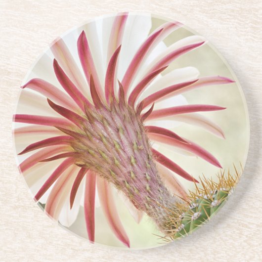 Nachtblühende Blume Untersetzer (Vorne)