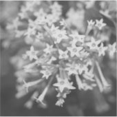 Nachtblühende Jasmine Aufkleber (Vorderseite)