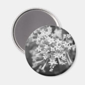 Nachtblühende Jasmine Magnet (Vorderseite/Rückseite)