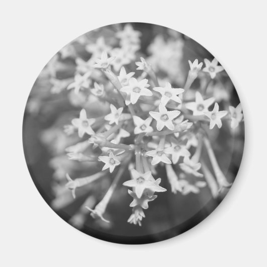 Nachtblühende Jasmine Magnet (Vorne)
