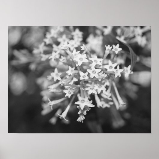 Nachtblühende Jasmine Poster (Vorne)