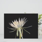 Nachtblühende Kaktus-Blume (Stehend Vorderseite)