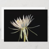 Nachtblühende Kaktus-Blume (Vorne/Hinten)