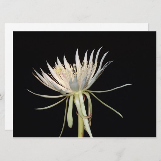 Nachtblühende Kaktus-Blume (Vorne/Hinten)