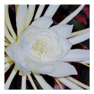 Nachtblühender Geweihfarn Poster