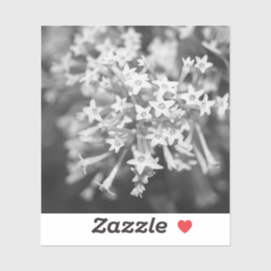 Nachtblühender Jasmin Aufkleber