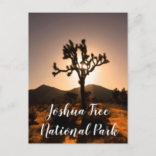 Nachtfall beginnt bei Joshua Tree Postcard Postkarte