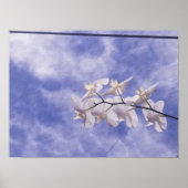 Nachtfalter-Orchidee Poster (Vorne)