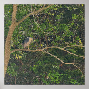 Nachtheron in Tree Poster